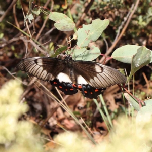 Papilio aegeus at O'Connor, ACT - 27 Feb 2023 09:55 AM