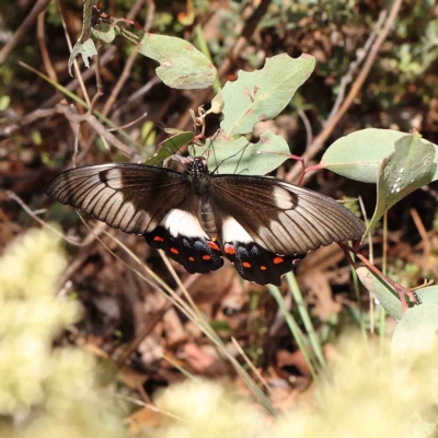 Papilio aegeus (Orchard Swallowtail, Large Citrus Butterfly) at Dryandra St Woodland - 27 Feb 2023 by ConBoekel