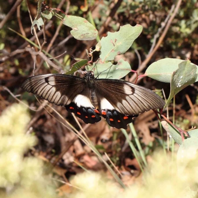 Papilio aegeus (Orchard Swallowtail, Large Citrus Butterfly) at O'Connor, ACT - 27 Feb 2023 by ConBoekel