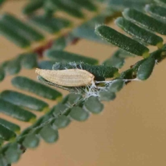 Monophlebulus sp. (genus) at O'Connor, ACT - 27 Feb 2023 by ConBoekel