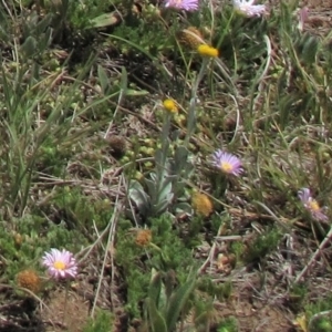 Chrysocephalum apiculatum at Dry Plain, NSW - 17 Nov 2018