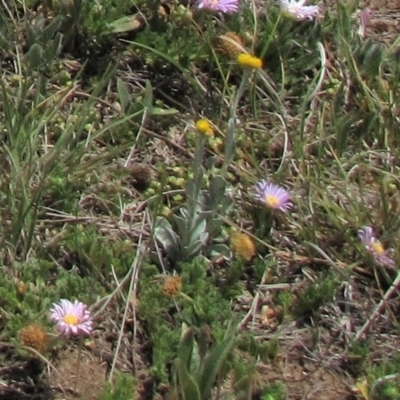 Chrysocephalum apiculatum (Common Everlasting) at Dry Plain, NSW - 17 Nov 2018 by AndyRoo