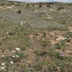 Chrysocephalum apiculatum at Dry Plain, NSW - 17 Nov 2018