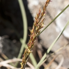 Sorghum leiocladum (Wild Sorghum) at Michelago, NSW - 24 Apr 2020 by Illilanga