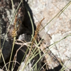 Sorghum leiocladum at Michelago, NSW - 24 Apr 2020