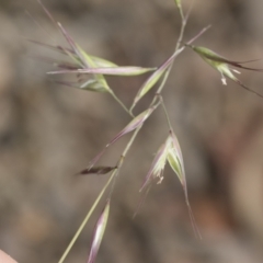 Rytidosperma sp. at Michelago, NSW - 28 Nov 2021