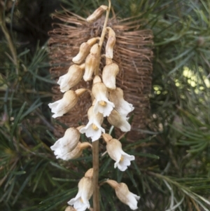 Gastrodia procera at Red Hill, ACT - suppressed