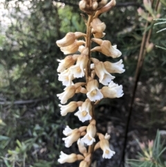 Gastrodia procera at Red Hill, ACT - suppressed