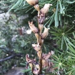 Gastrodia procera at Red Hill, ACT - suppressed