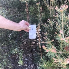 Gastrodia procera at Red Hill, ACT - suppressed