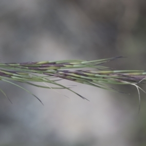 Aristida ramosa at Michelago, NSW - 22 Dec 2018 04:14 PM