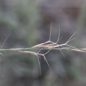 Aristida ramosa at Michelago, NSW - 22 Dec 2018 04:14 PM