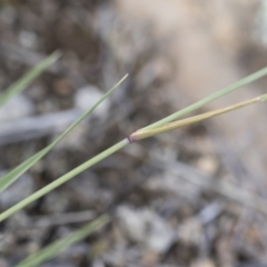 Aristida ramosa at Michelago, NSW - 22 Dec 2018