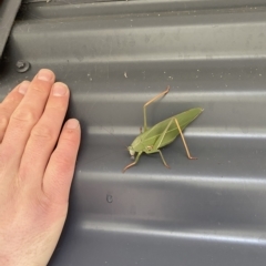 Caedicia simplex (Common Garden Katydid) at Paddys River, ACT - 2 May 2023 by teeniiee