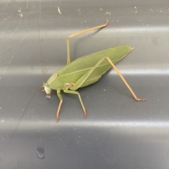 Caedicia simplex at Paddys River, ACT - 3 May 2023