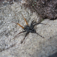 Nyssus coloripes at Ku-ring-gai Chase National Park - 27 Apr 2023 by MatthewFrawley