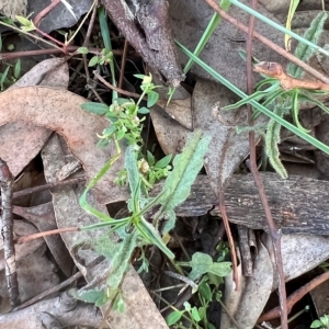 Convolvulus angustissimus at Higgins, ACT - 26 Apr 2023