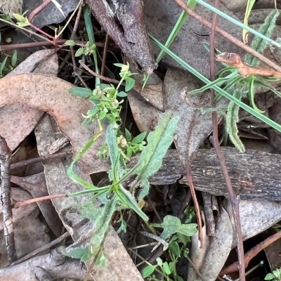 Convolvulus angustissimus (Pink Bindweed) at Cantor Crescent Woodland, Higgins - 26 Apr 2023 by Untidy