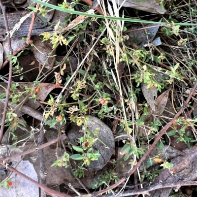 Einadia nutans (Climbing Saltbush) at Higgins, ACT - 26 Apr 2023 by Untidy