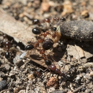 Melophorus perthensis at Michelago, NSW - 23 Dec 2018 02:32 PM