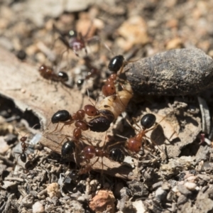 Melophorus perthensis at Michelago, NSW - 23 Dec 2018 02:32 PM