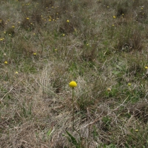 Craspedia variabilis at Dry Plain, NSW - suppressed