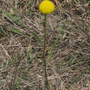 Craspedia variabilis at Dry Plain, NSW - suppressed