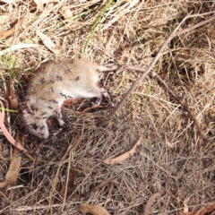 Rattus rattus (Black Rat) at O'Connor, ACT - 26 Feb 2023 by ConBoekel