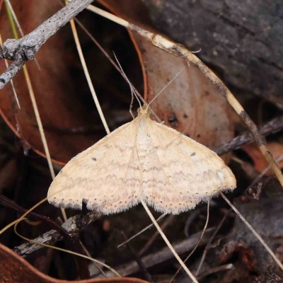 Scopula rubraria (Reddish Wave, Plantain Moth) at O'Connor, ACT - 26 Feb 2023 by ConBoekel