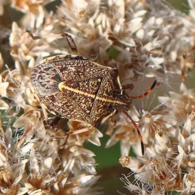 Oncocoris geniculatus (A shield bug) at O'Connor, ACT - 27 Feb 2023 by ConBoekel