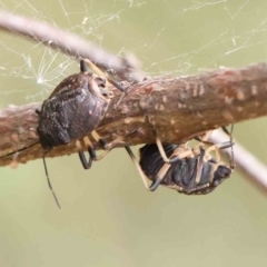 Platycoris rotundatus at O'Connor, ACT - 27 Feb 2023