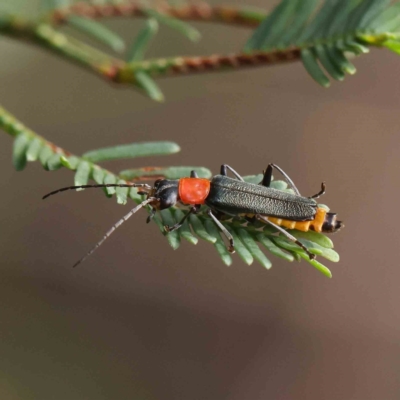 Chauliognathus tricolor (Tricolor soldier beetle) at O'Connor, ACT - 27 Feb 2023 by ConBoekel