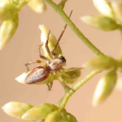 Oxyopes sp. (genus) (Lynx spider) at O'Connor, ACT - 26 Feb 2023 by ConBoekel