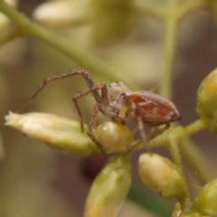 Oxyopes sp. (genus) at O'Connor, ACT - 27 Feb 2023