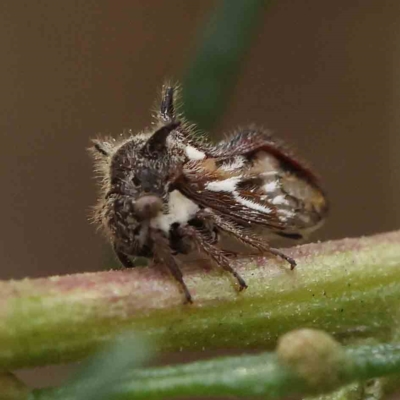 Acanthuchus trispinifer (Three-horned treehopper) at O'Connor, ACT - 26 Feb 2023 by ConBoekel