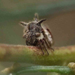 Acanthuchus trispinifer at O'Connor, ACT - 27 Feb 2023