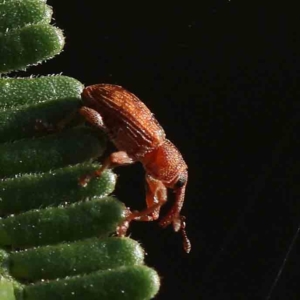 Curculionidae (family) at O'Connor, ACT - 27 Feb 2023