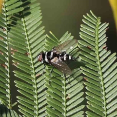 Trigonospila sp. (genus) (A Bristle Fly) at O'Connor, ACT - 27 Feb 2023 by ConBoekel