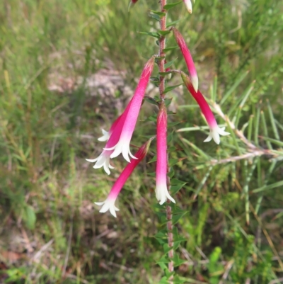 Epacris longiflora (Fuchsia Heath) at Ku-ring-gai Chase National Park - 27 Apr 2023 by MatthewFrawley