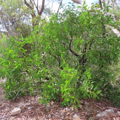 Persoonia levis (Broad-leaved Geebung) at Ku-Ring-Gai Chase, NSW - 27 Apr 2023 by MatthewFrawley