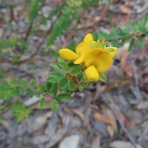 Pultenaea ferruginea at Ku-Ring-Gai Chase, NSW - 27 Apr 2023