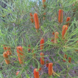 Banksia ericifolia subsp. ericifolia at Ku-Ring-Gai Chase, NSW - 27 Apr 2023