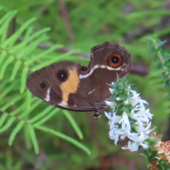 Tisiphone abeona (Varied Sword-grass Brown) at Ku-ring-gai Chase National Park - 27 Apr 2023 by MatthewFrawley