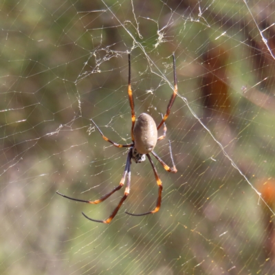 Nephila plumipes at Ku-ring-gai Chase National Park - 27 Apr 2023 by MatthewFrawley