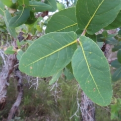 Angophora hispida at Ku-Ring-Gai Chase, NSW - 27 Apr 2023