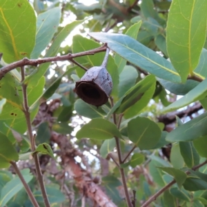 Angophora hispida at Ku-Ring-Gai Chase, NSW - 27 Apr 2023