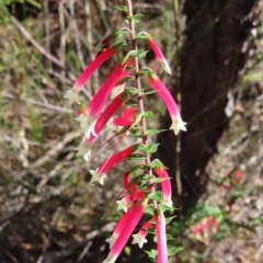 Epacris longiflora at Ingleside, NSW - 27 Apr 2023