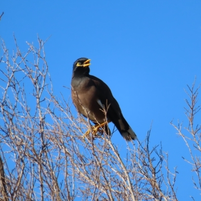 Acridotheres tristis (Common Myna) at Narrabeen, NSW - 28 Apr 2023 by MatthewFrawley