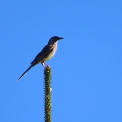 Anthochaera carunculata (Red Wattlebird) at Narrabeen, NSW - 28 Apr 2023 by MatthewFrawley