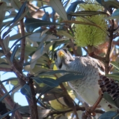 Manorina melanocephala (Noisy Miner) at Narrabeen, NSW - 27 Apr 2023 by MatthewFrawley